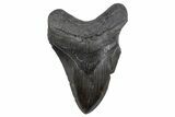 Fossil Megalodon Tooth - South Carolina #306309-1